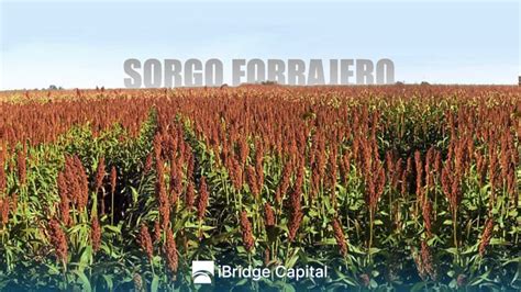 La Rebelión de los Cultivadores de Sorgo en el Sur: Un Motín Agrícola Contra la Tyranía del Comercio Internacional